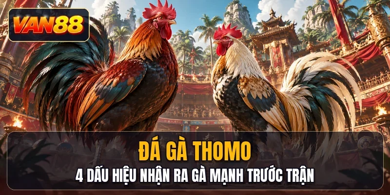 Đá Gà Thomo - 4 Dấu Hiệu Nhận Ra Gà Mạnh Trước Trận