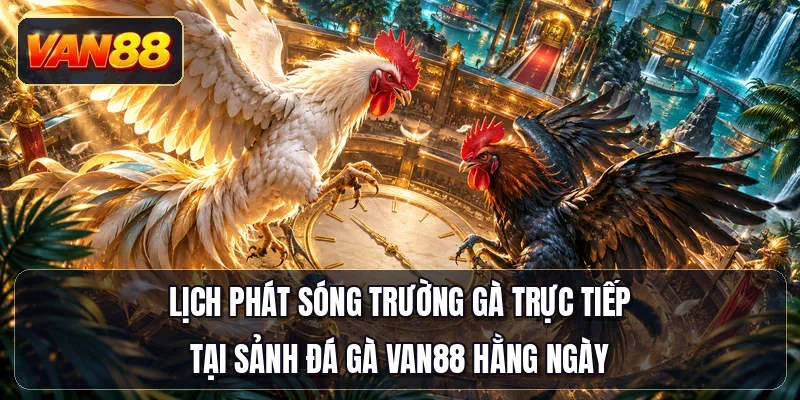 Lịch phát sóng trường gà trực tiếp tại sảnh đá gà Van88 hằng ngày